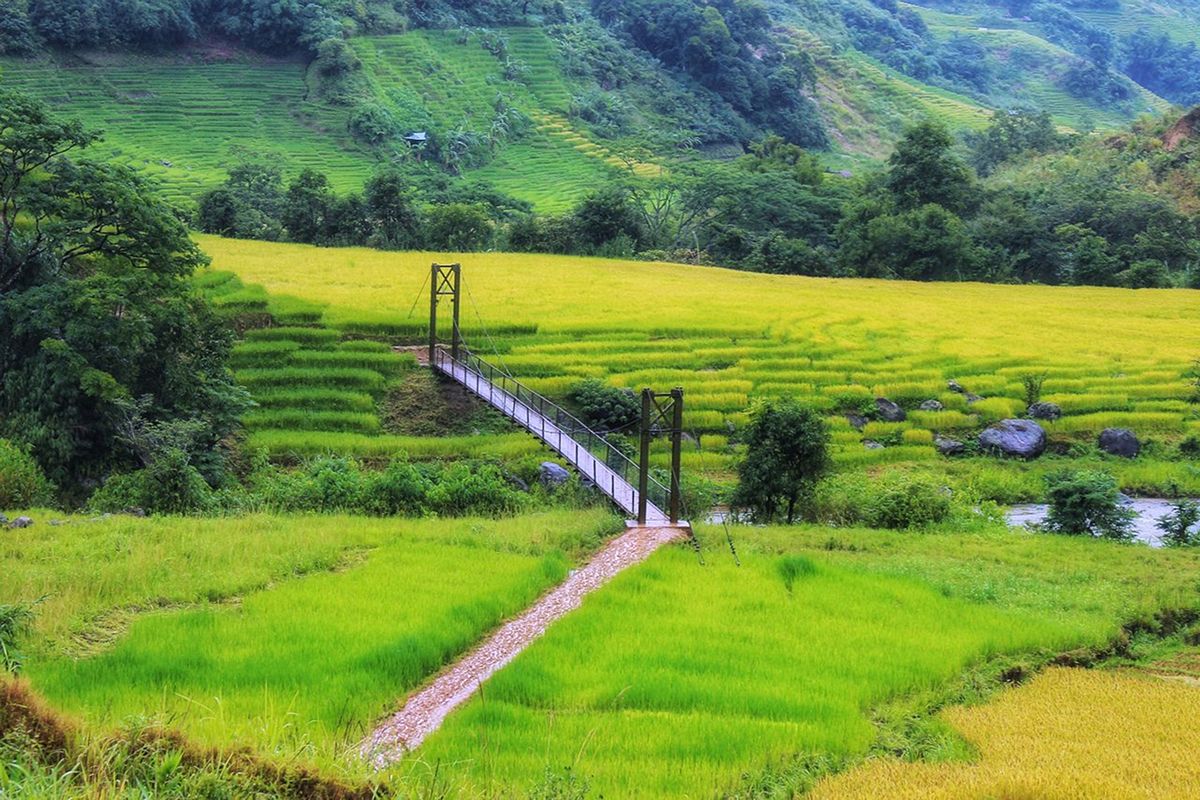 Admiring the Enchanting Beauty of Terraced Fields - -942327774