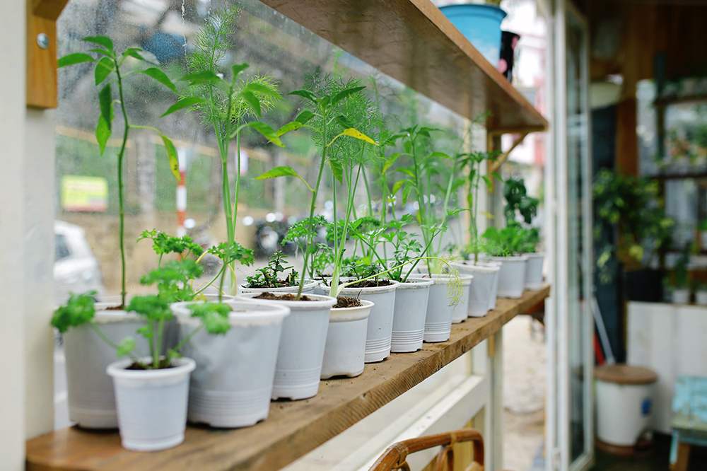 An Coffee – A place of deep green peace for fragile souls 18