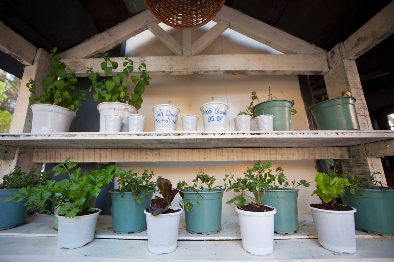 An Coffee – A place of deep green peace for fragile souls 26