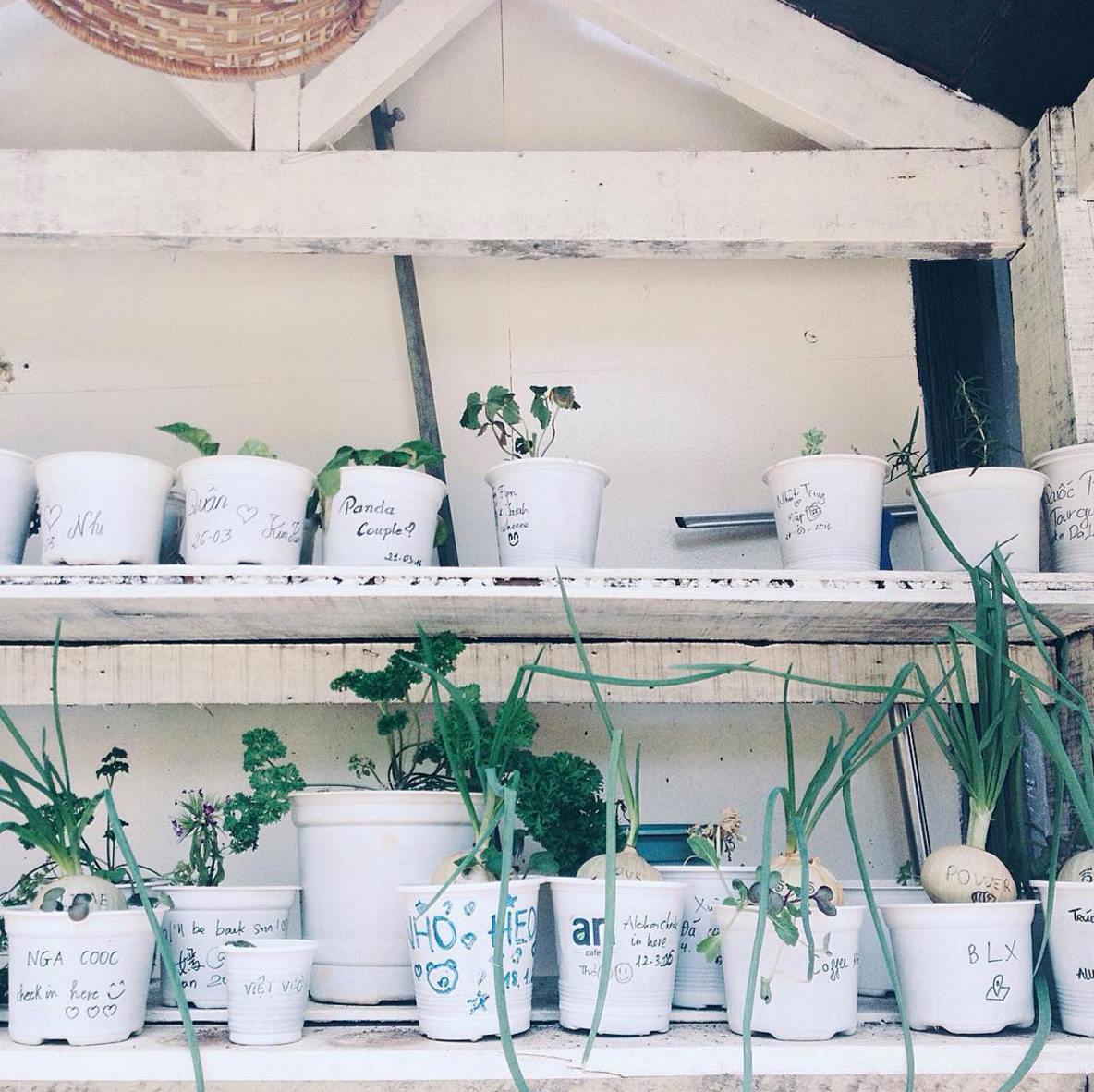 An Coffee – A place of deep green peace for fragile souls 30
