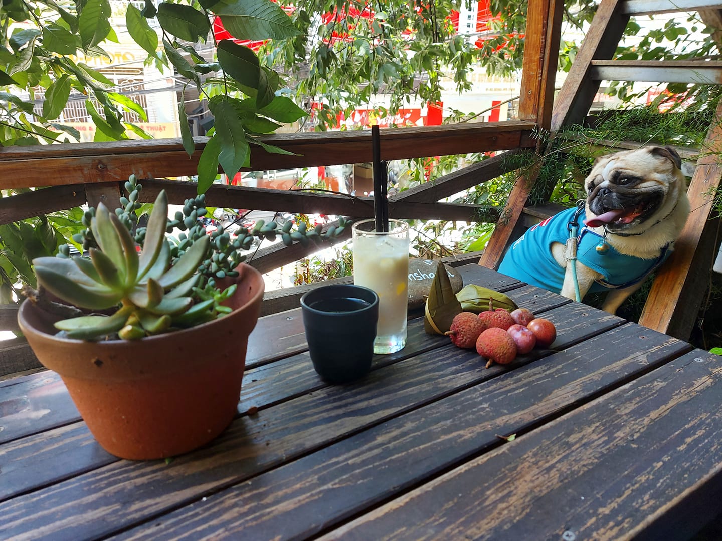 An Coffee - A place of deep green peace for fragile souls 32