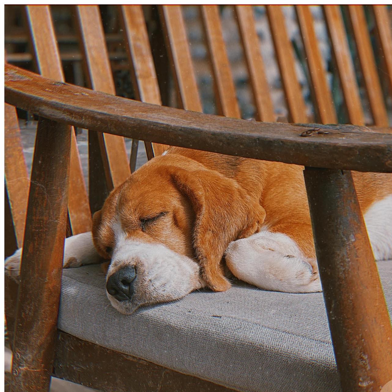 Gau Garden Coffee - A stop for young people who love puppies 8