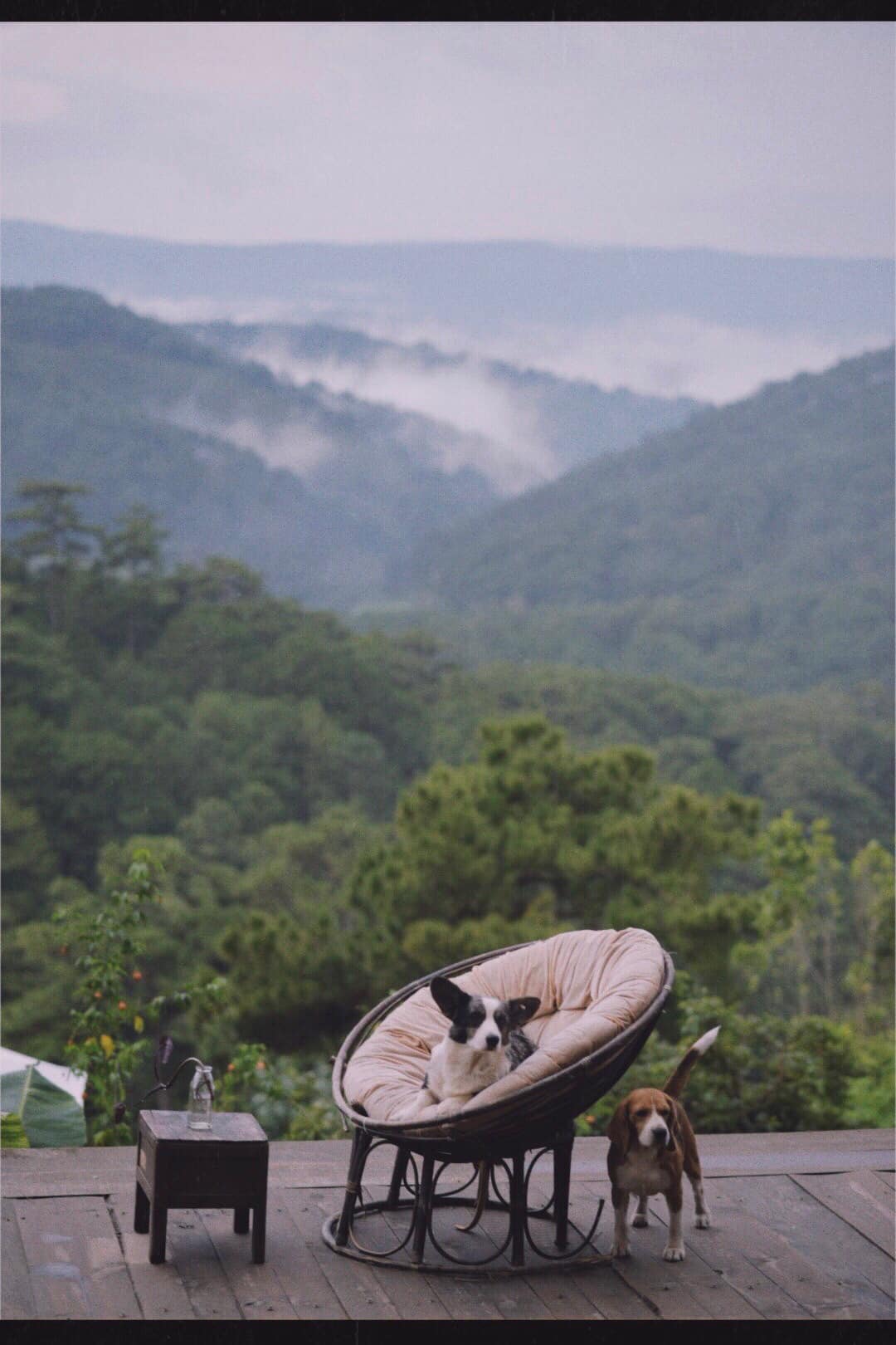 Gau Garden Coffee - A stop for young people who love puppies 9
