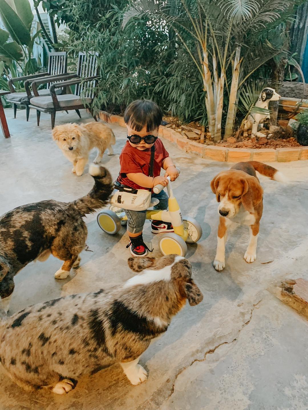 Gau Garden Coffee - A stop for young people who love puppies 10
