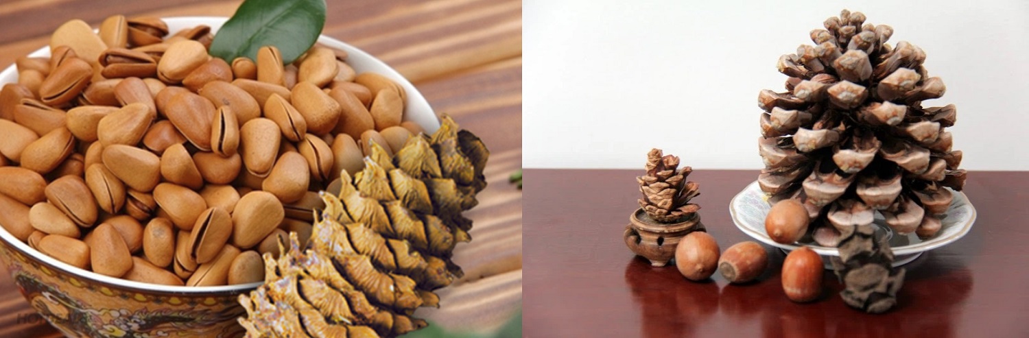 Sapa pine nuts - A meaningful Northwest gift for health and beauty 4