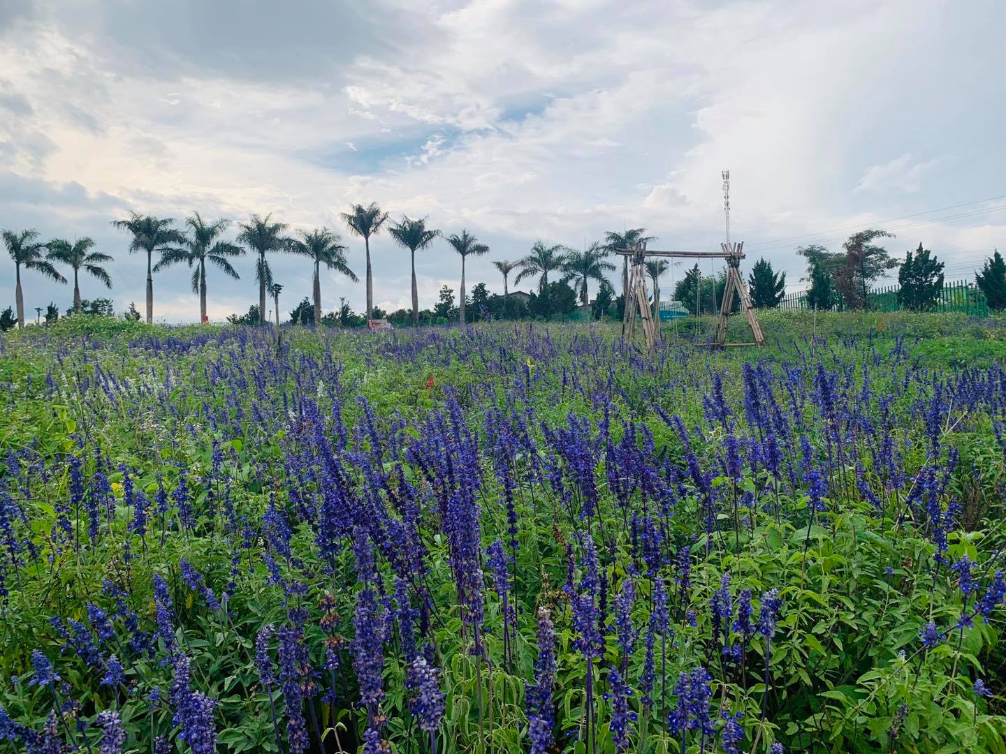 Me Linh Coffee Garden - Super hot virtual living paradise in Da Lat 23