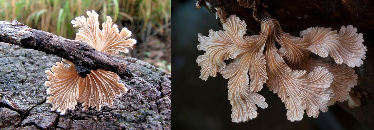 Bac Ha bird's foot mushroom - Unforgettable flavor of rare highland medicinal herbs 2
