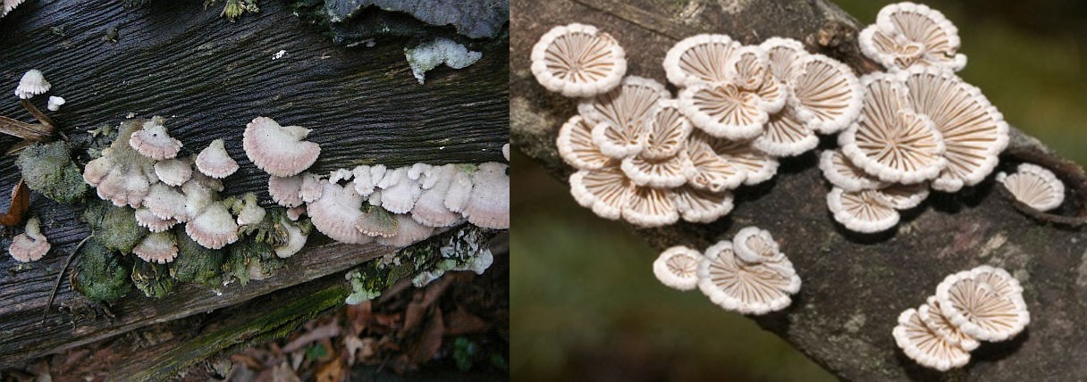 Bac Ha bird's foot mushroom - Unforgettable flavor of rare highland medicinal herbs 3
