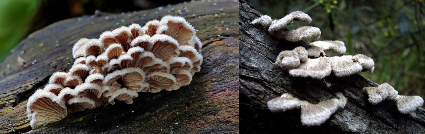 Bac Ha bird's foot mushroom - Unforgettable flavor of rare highland medicinal herbs 4
