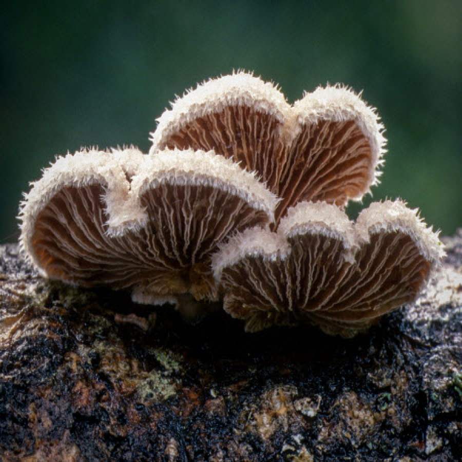 Bac Ha bird's foot mushroom - Unforgettable flavor of rare highland medicinal herbs 5