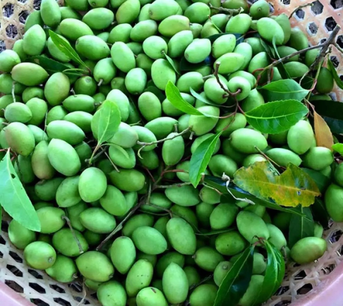 Sapa apricot tree - Natural highland sweetness good for health 3