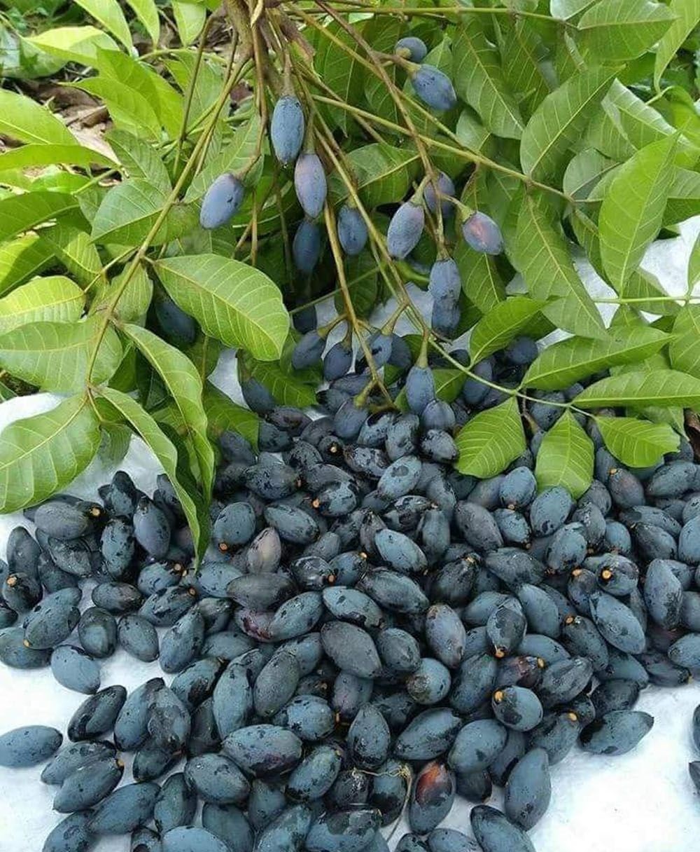 Sapa apricot tree - Natural highland sweetness good for health 4