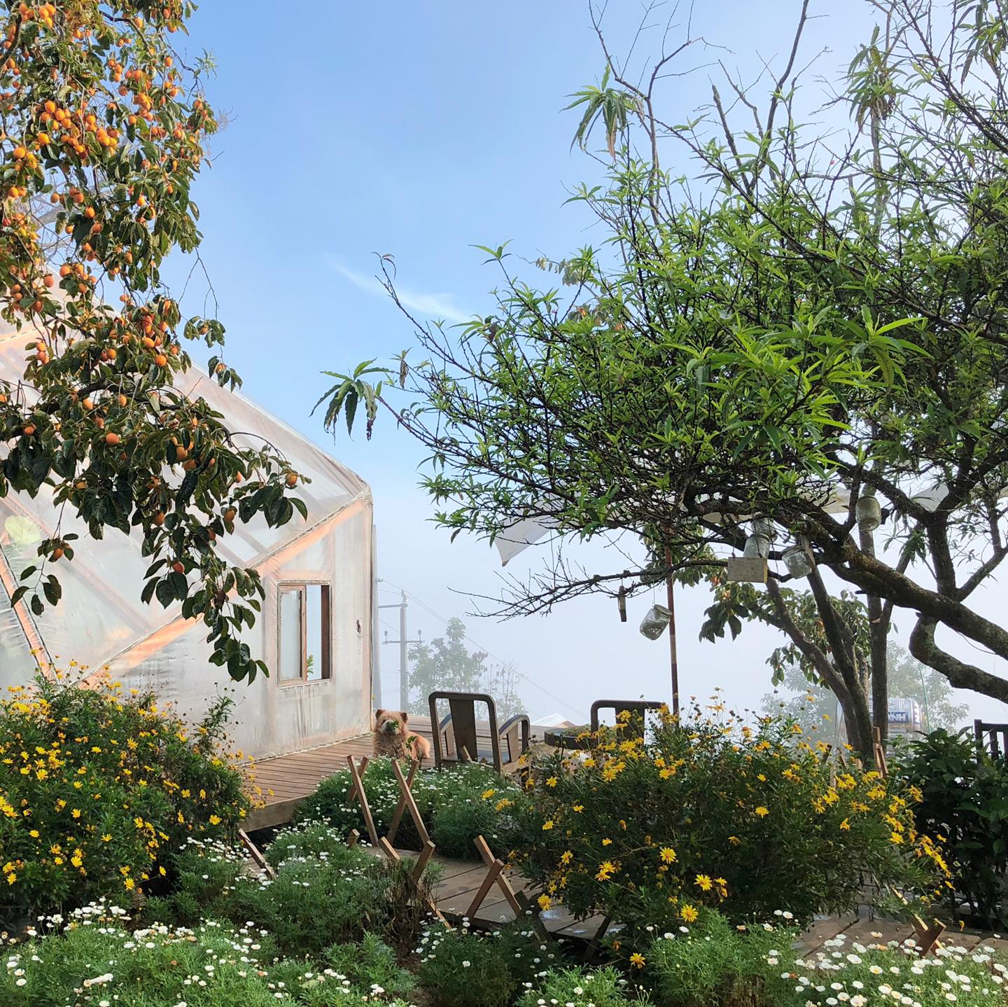Heart-stopping with top 6 amazing Da Lat flower cafes 10