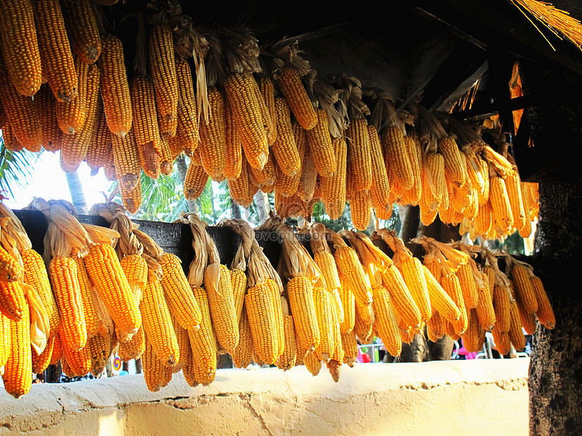 Bac Ha corn wine - Culinary quintessence in Lao Cai white plateau 5