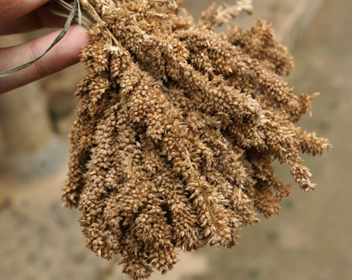 Bac Ha corn wine - Culinary quintessence in Lao Cai white plateau 6