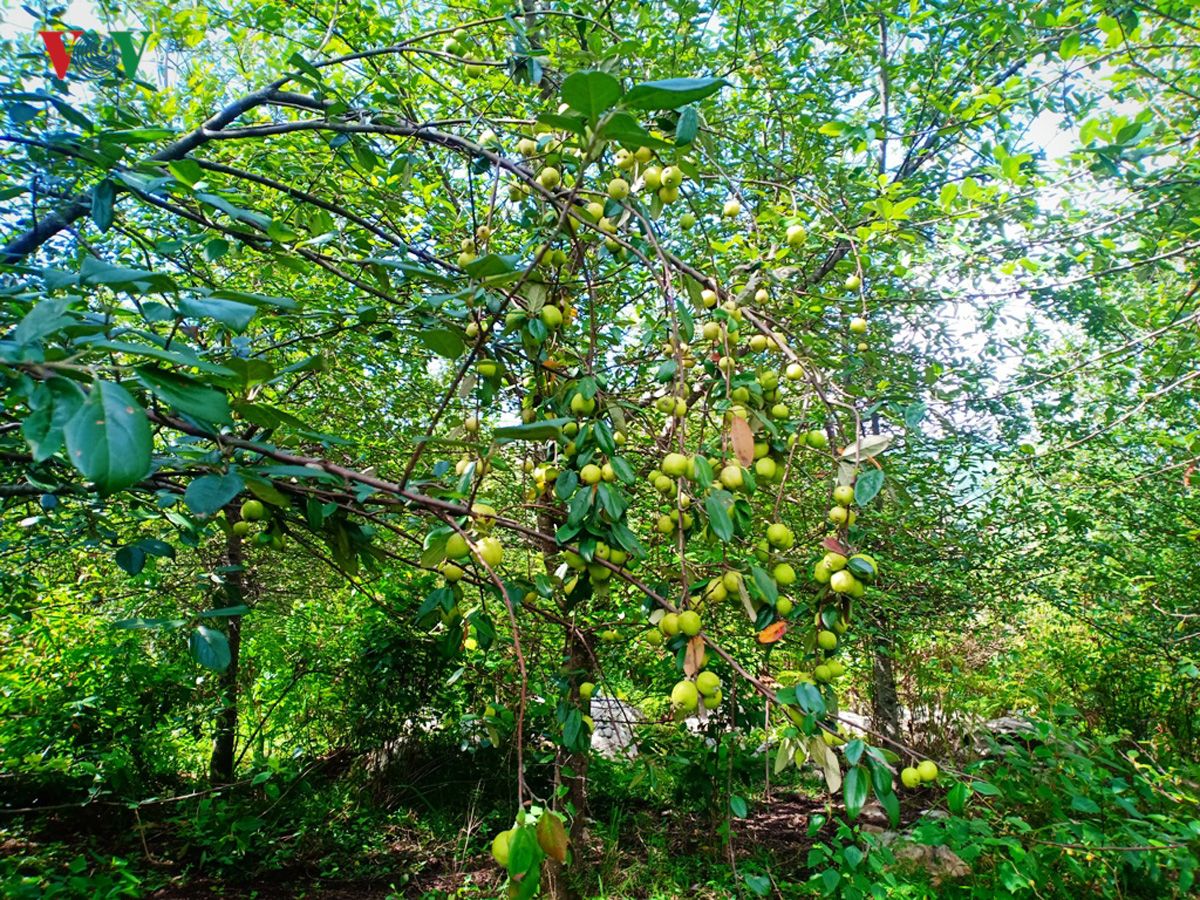 Fall in love with the specialties of cat apples and tiger traps in the Northwest mountains and forests 3