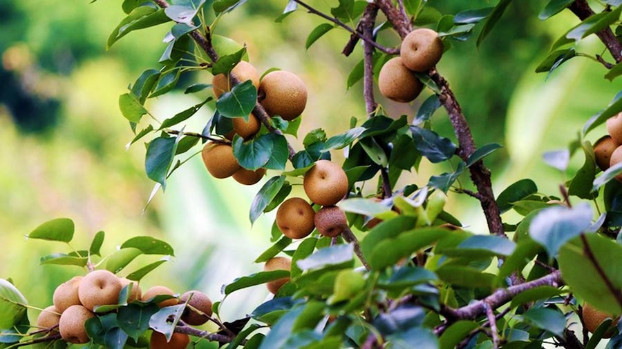 Fall in love with the specialties of cat apples and tiger traps in the Northwest mountains and forests 6