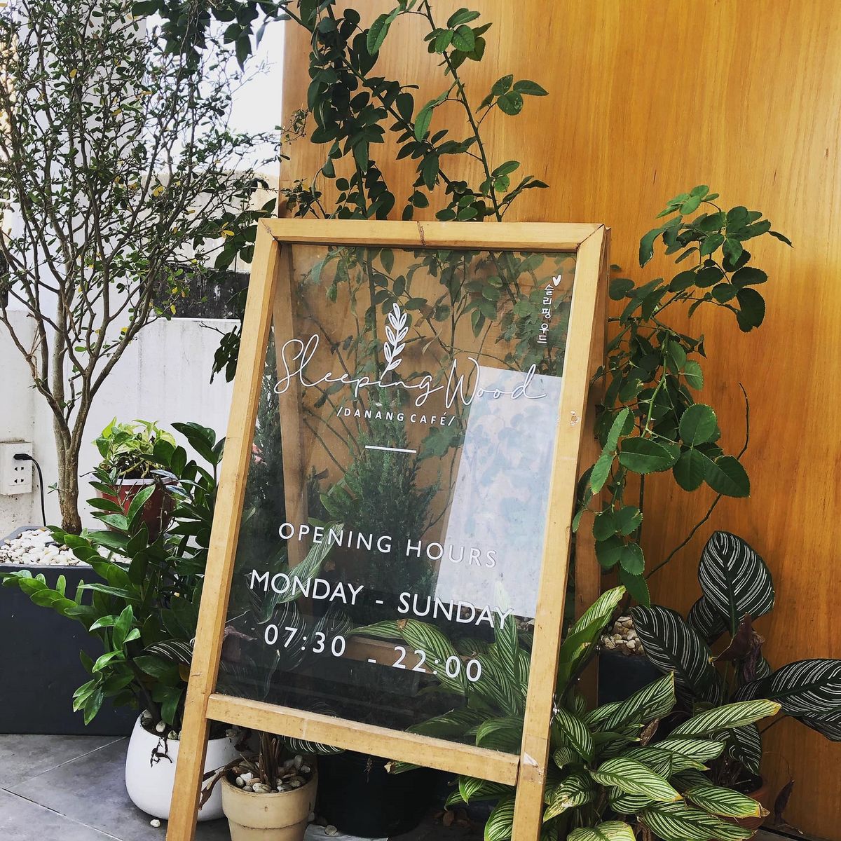 Sleeping Wood Café - A simple, sincere, lovely cafe in Da Nang 2