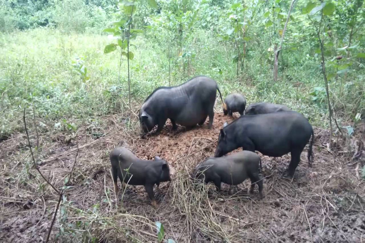 Armpit pork - Artificial wild meat sought after by food lovers 2