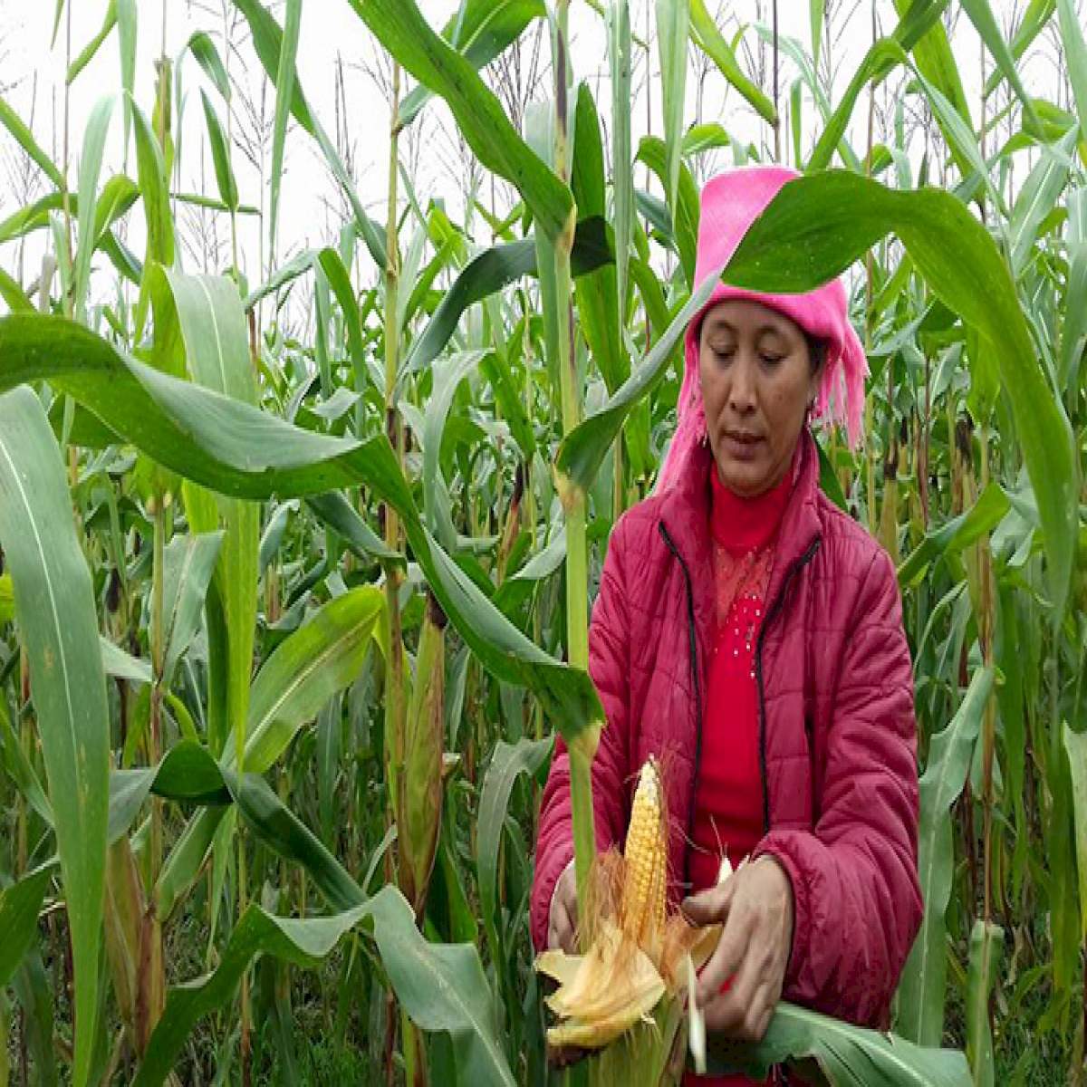 Sapa corn cake - Simple, rustic Sapa specialty 3