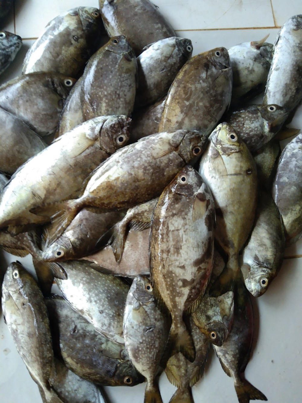 Chuon village goby fish pancakes – Banh xeo with a whole strange fish? 7