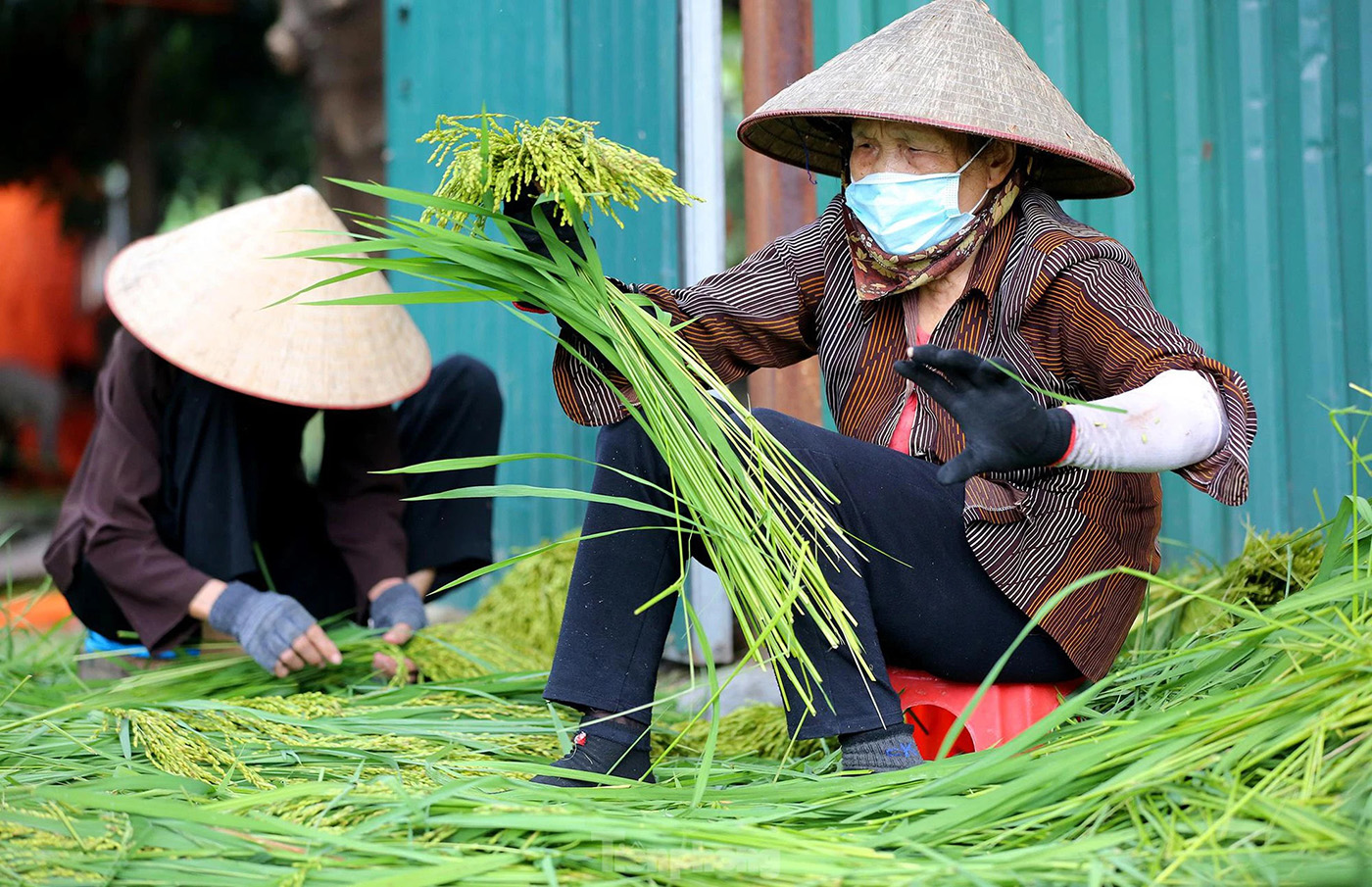 Simple village rice nuggets - Encapsulating the flavors of Hanoi's autumn 4