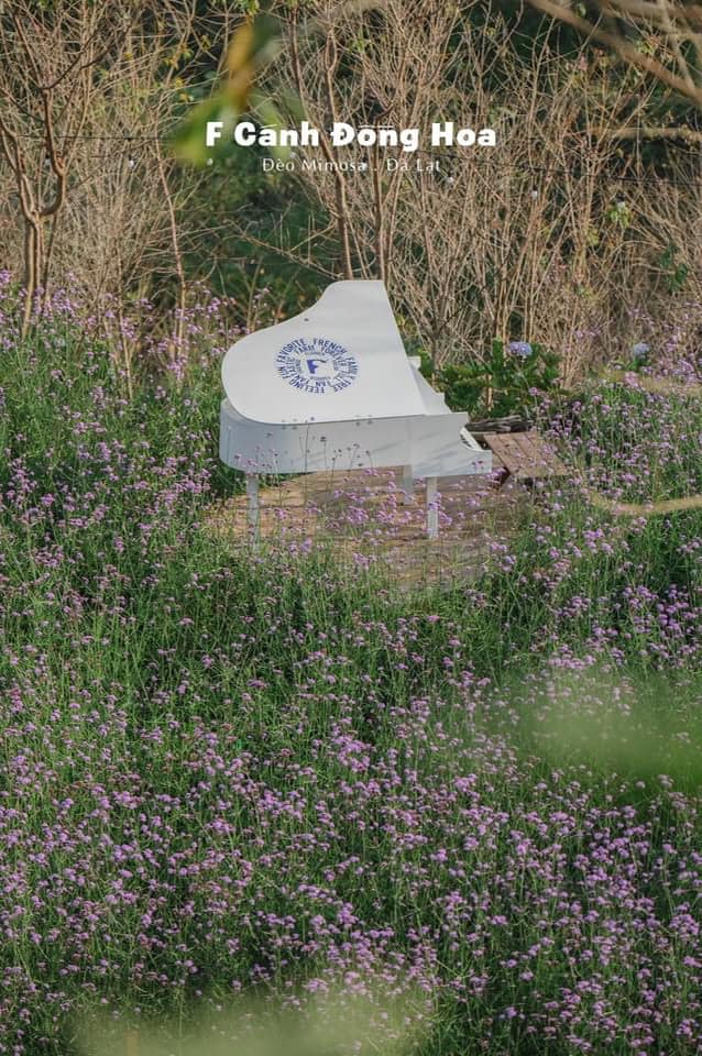Restaurant F, Dalat Coffee Flower Field, is poetic at Mimosa Pass 4