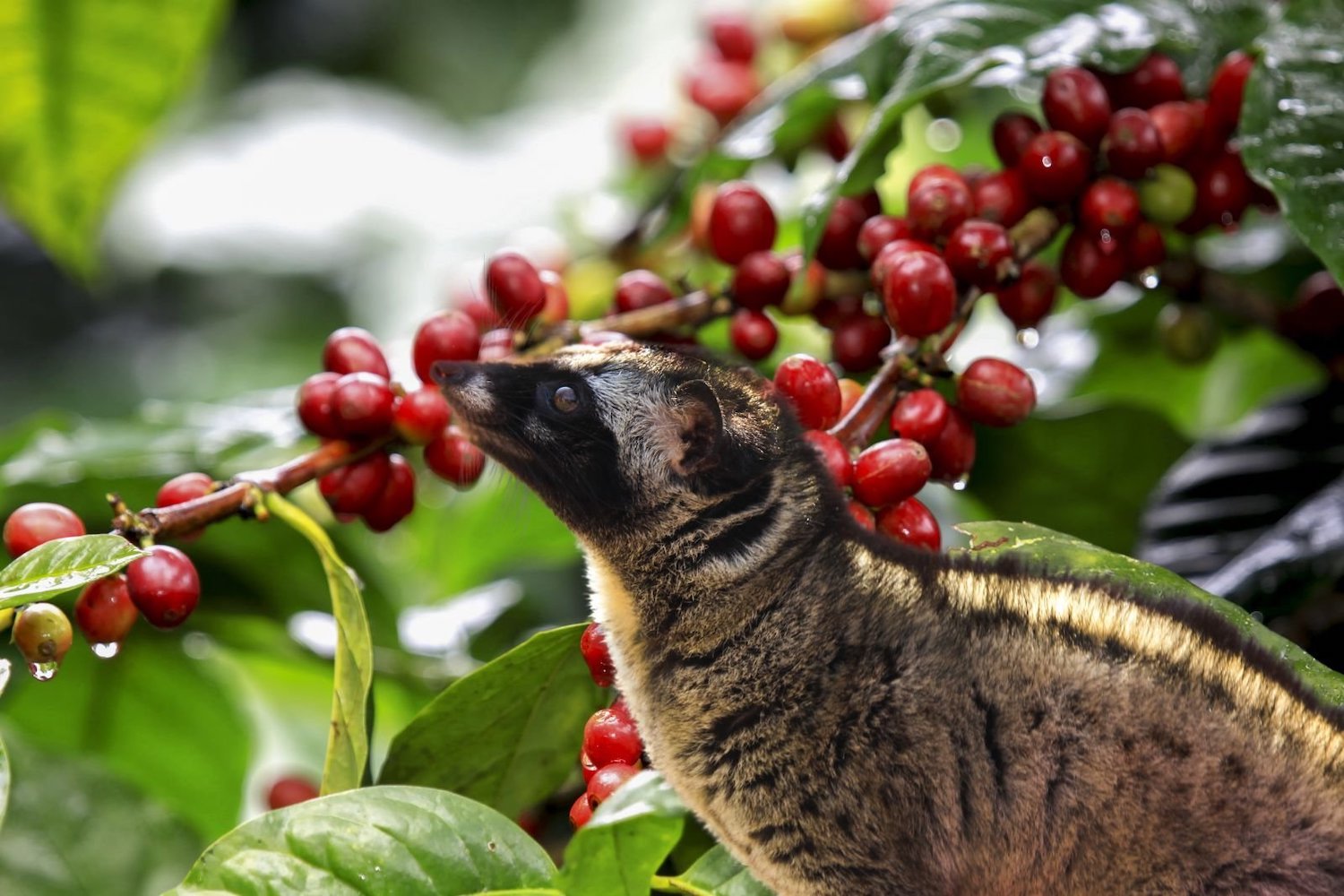 Da Lat Coffee - A delicious specialty not to be missed in the city of thousands of flowers
