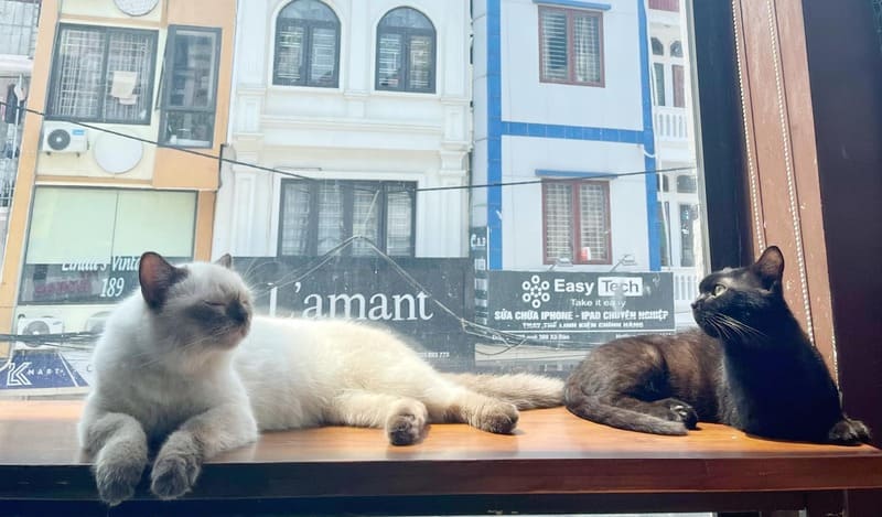 10 cat cafes in Hanoi that young people who love pets cannot miss 3