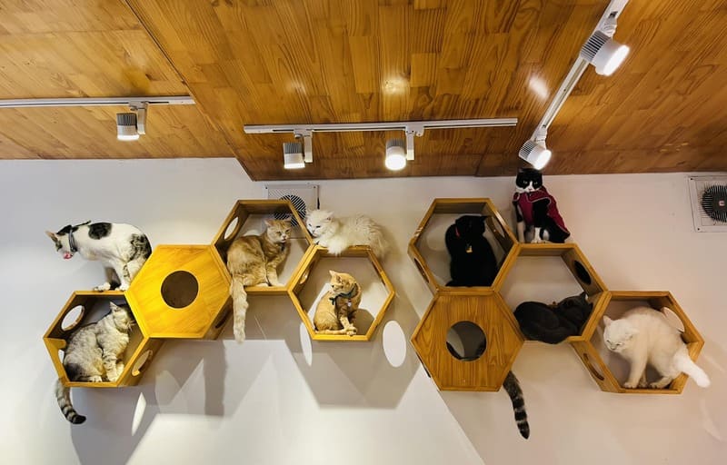 10 cat cafes in Hanoi that young people who love pets cannot miss 6