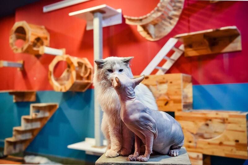 10 cat cafes in Hanoi that young people who love pets cannot miss 7