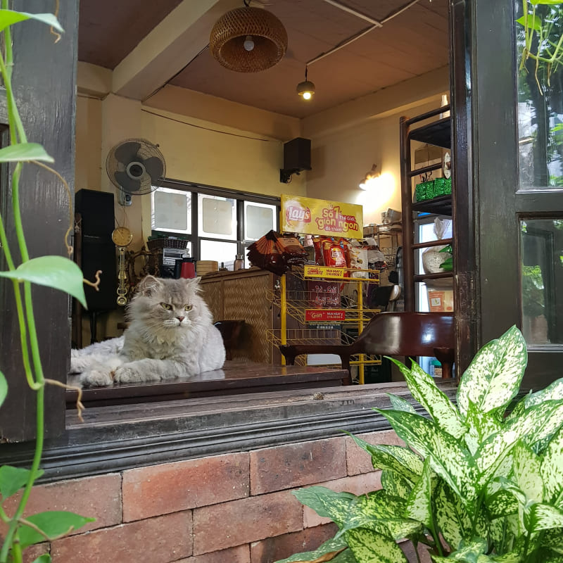 10 cat cafes in Hanoi that young people who love pets cannot miss 8