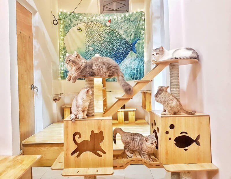 10 cat cafes in Hanoi that young people who love pets cannot miss 9