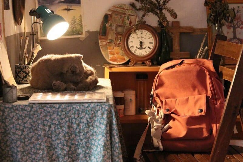 10 cat cafes in Hanoi that young people who love pets cannot miss