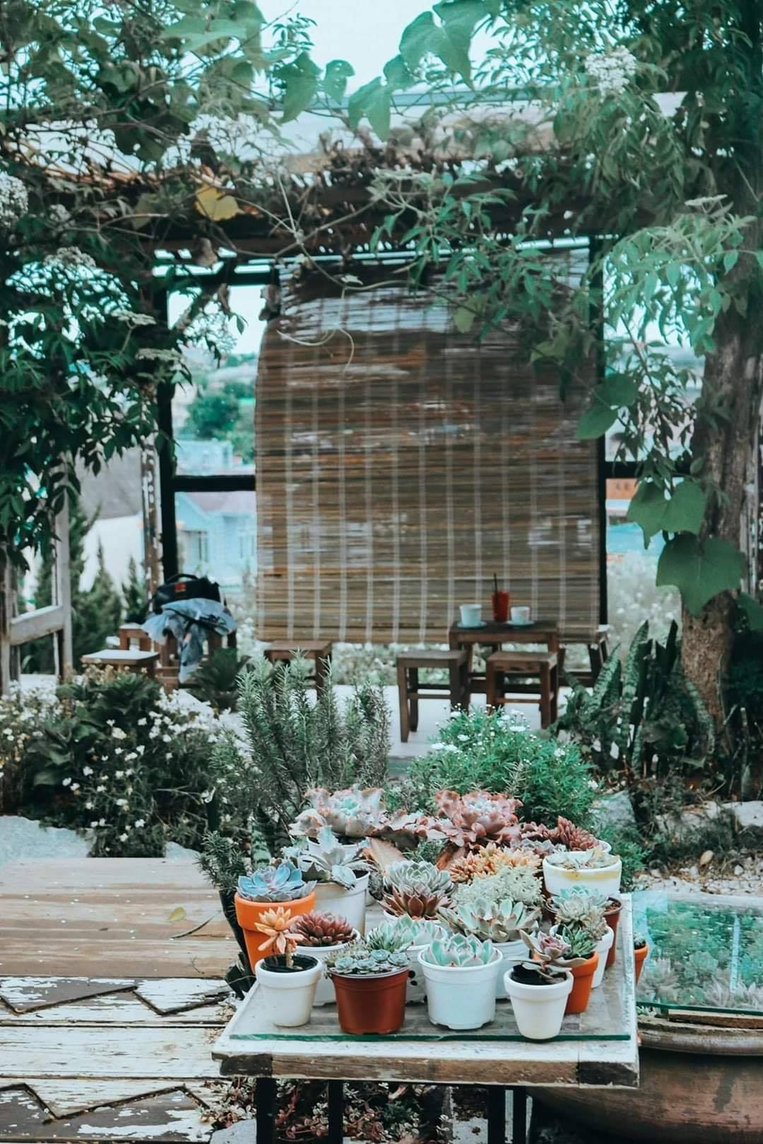 Dalat Yen Vuon Coffee – Check-in to the romantic Japanese wooden house on Hill 9