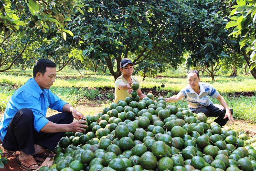 How to choose delicious, fatty butter in Da Lat 3