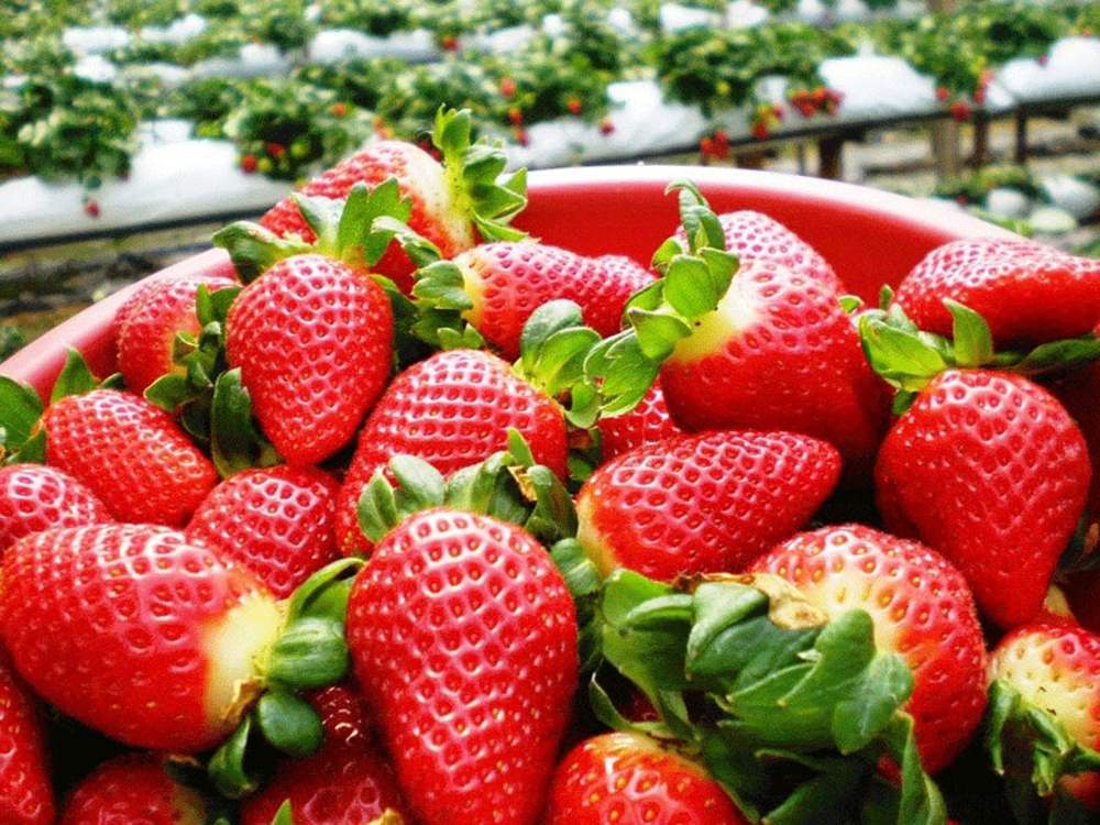 How to make strawberry shake with salt and chili, sour and spicy, you will be addicted to eating it 2