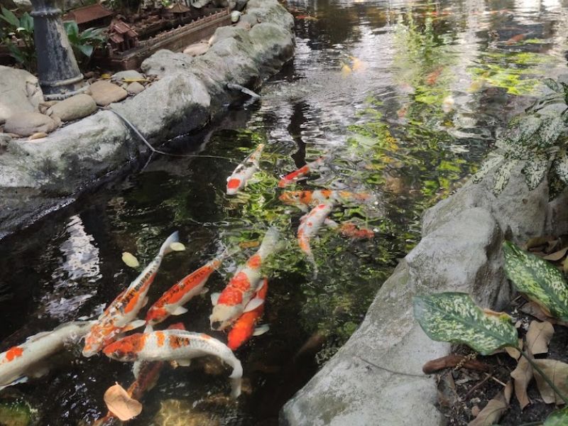 Top 3 koi fish cafes in Go Vap with beautiful, airy views that you must visit 6