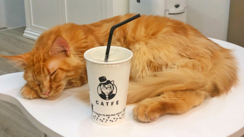 Check out the TOP 7 super cute pet cafes in Saigon 4