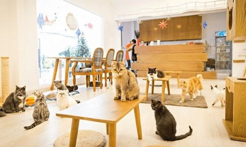 Check out the TOP 7 super cute pet cafes in Saigon 5