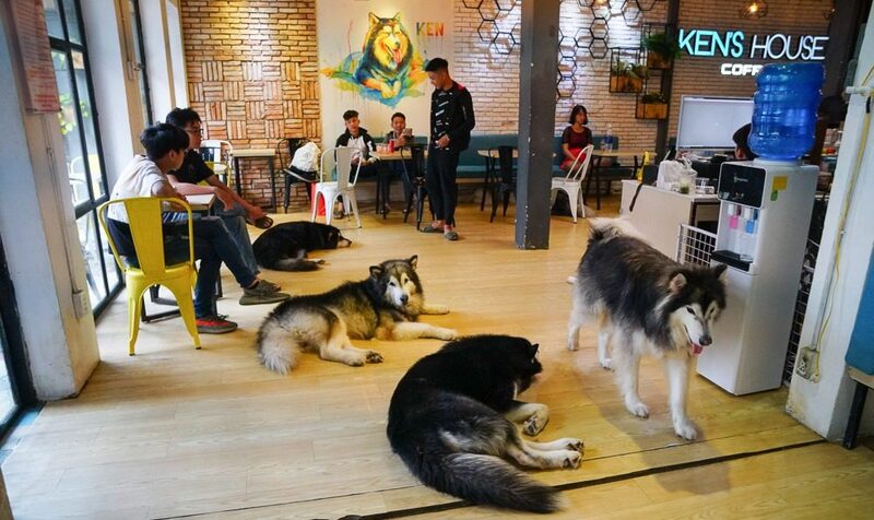 Check out the TOP 7 super cute pet cafes in Saigon 7