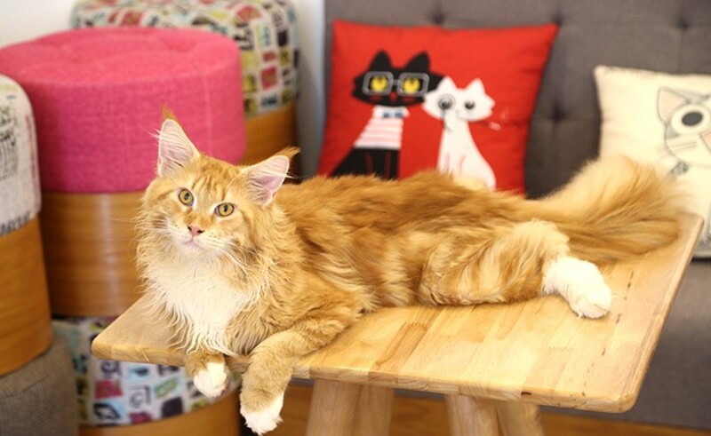 Check out the TOP 7 super cute pet cafes in Saigon 8