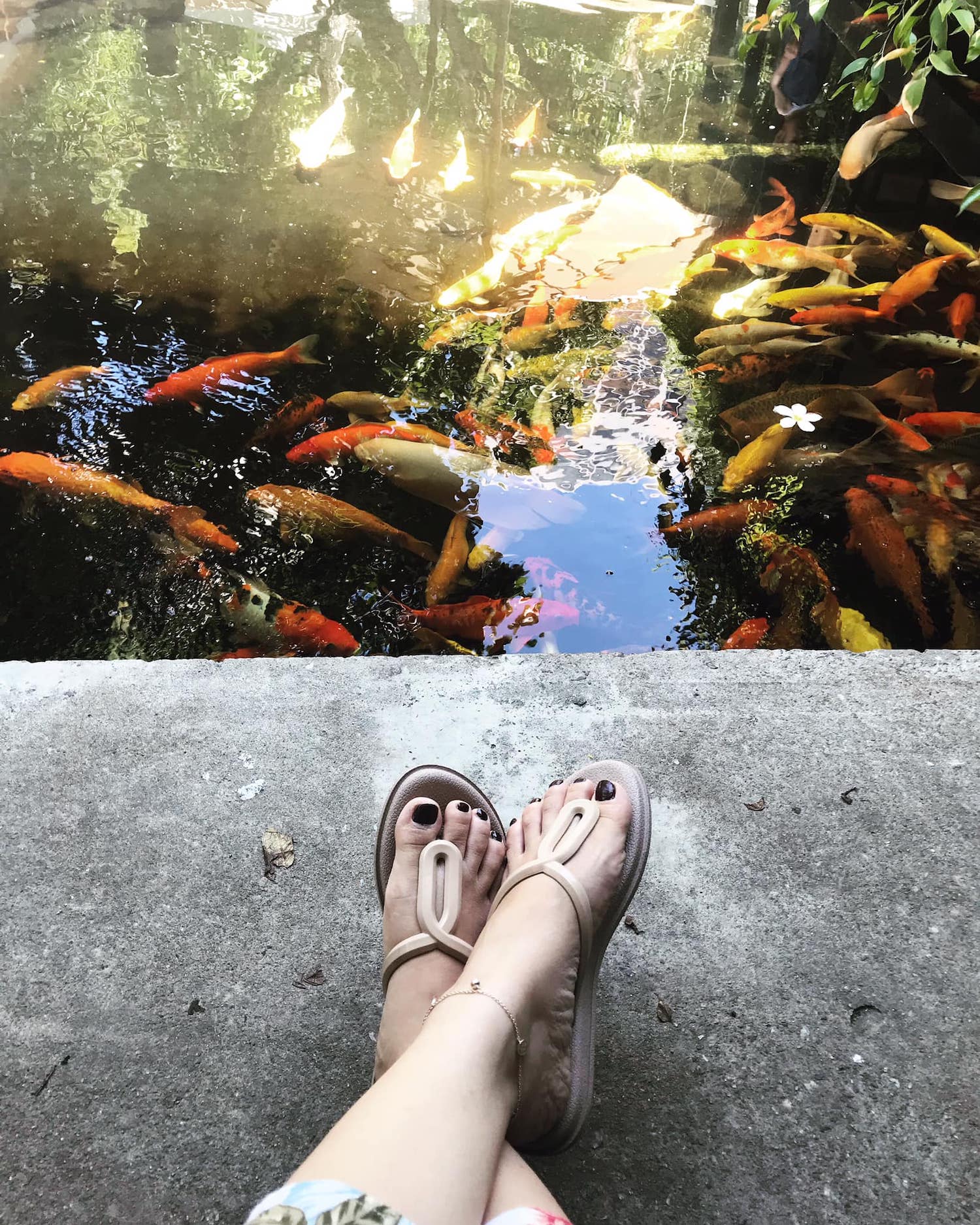 Cloud Garden Coffee Shop – Experience fancy Koi aquarium coffee in Da Nang 5
