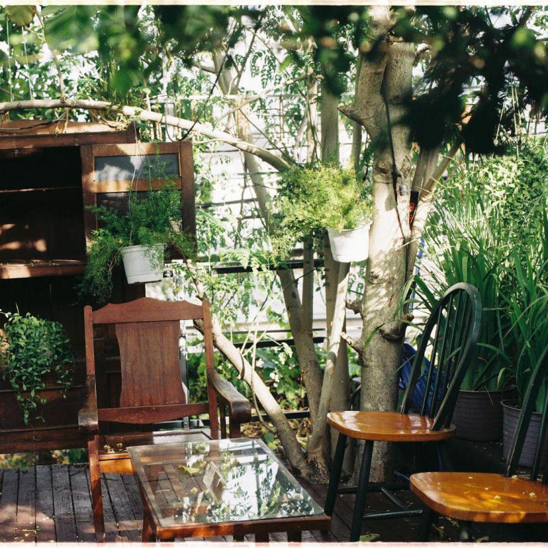 Owl on the Coffee Tree, coffee shop with unique green space 9