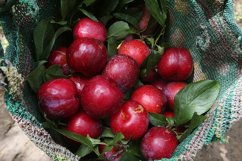 Top 15 Lao Cai specialties that pack the full flavor of highland cuisine 14