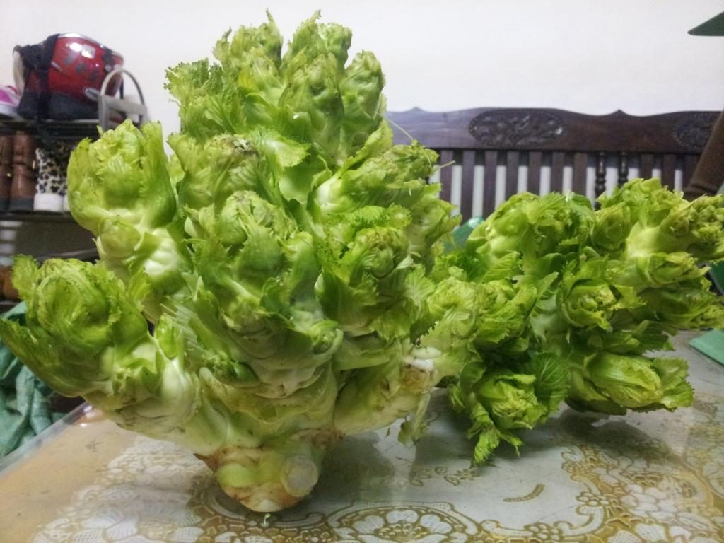 Unique specialty of Sapa stone sprouts - One-of-a-kind flavor of the mountains and forests 3
