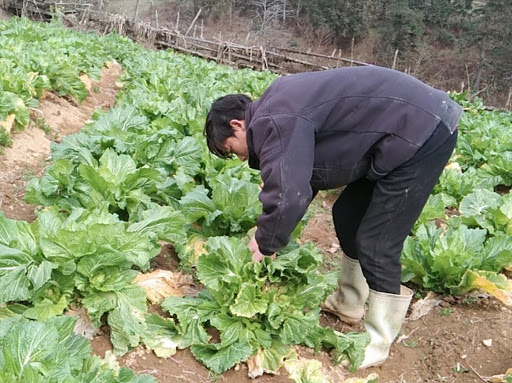 Unique specialty of Sapa stone sprouts - One-of-a-kind flavor of the mountains and forests 4