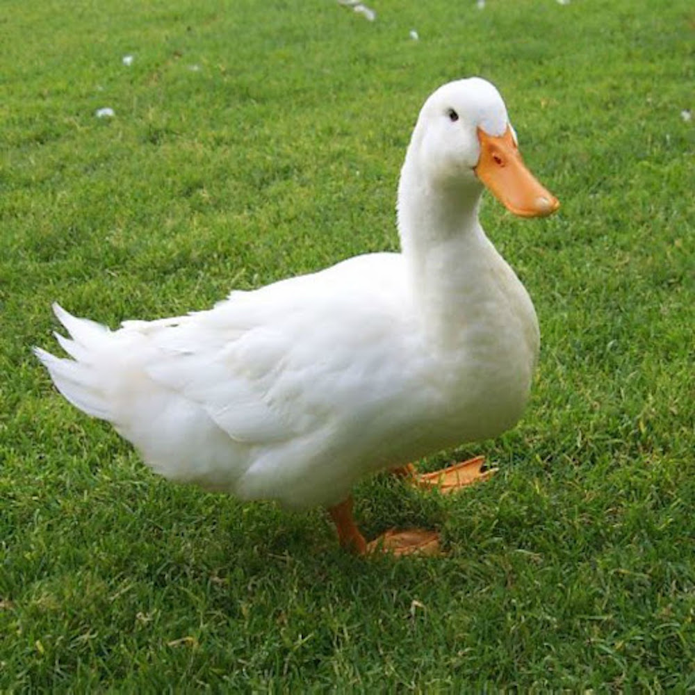 If you're a brave duck hunter coming to Hue, don't miss the delicious Trieu Tay duck number 5