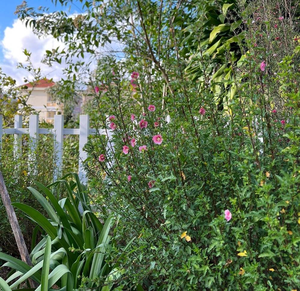 Visit Hill Hill Dalat extremely chill cafe in the dreamy city 9