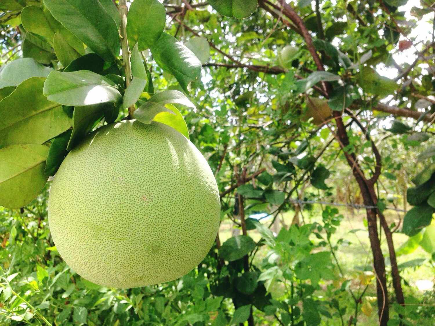 Come and enjoy the sweet and delicious Thanh Tra grapefruit segment in Hue 2